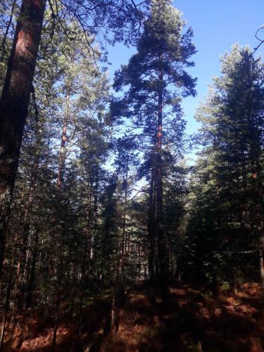 a forest of pine trees with the sky in the background at Apartman Gorski raj minimum 2 nocenja in Jevtići