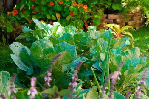 a garden with lots of green plants and flowers at Pousada Rosa Tropicalia in Praia do Rosa