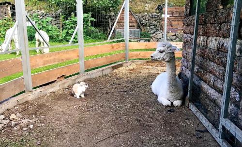 a llama and a cat sitting next to a fence at La Cérisole in Saint-Étienne-de-Tinée