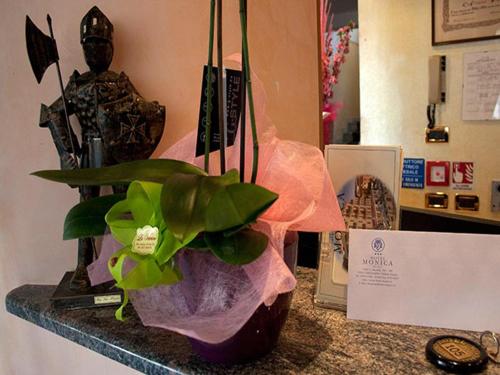 a potted plant sitting on top of a counter at Hotel Monica in Chianciano Terme