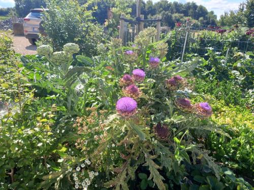 a garden filled with lots of purple flowers at Het Meikenshof in Dentergem