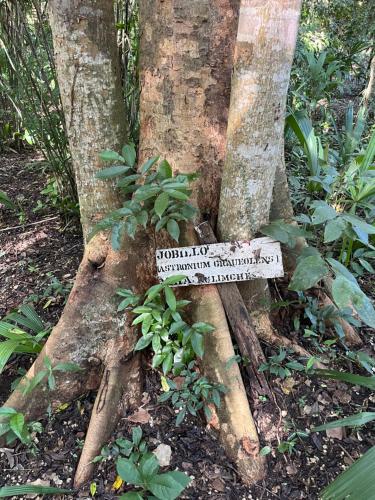 a tree with a sign that says fertility protection maintenance at CASADOS RANCH in Escárcega