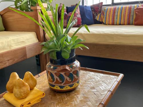 a table with a vase with a plant on it at Vive Alegria Hostel in Puerto Vallarta