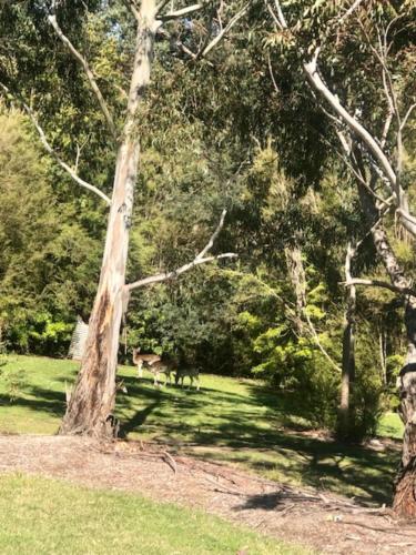 a group of animals grazing in a field with trees at Don Valley Lodge in Launching Place