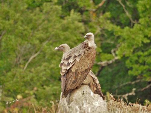two birds sitting on top of a rock at Apartamentos Herri Ondo REFUGIO CLIMATICO in Iturmendi