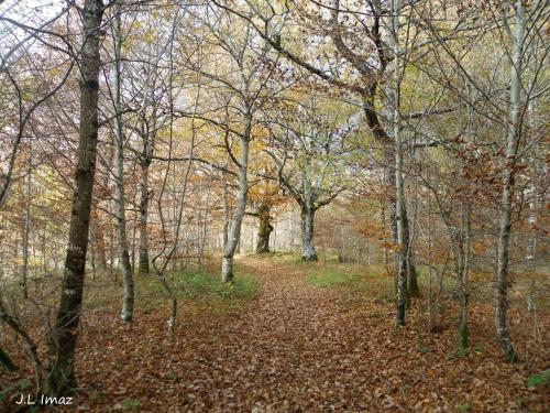 a path through a wooded area with trees and leaves at Apartamentos Herri Ondo REFUGIO CLIMATICO in Iturmendi