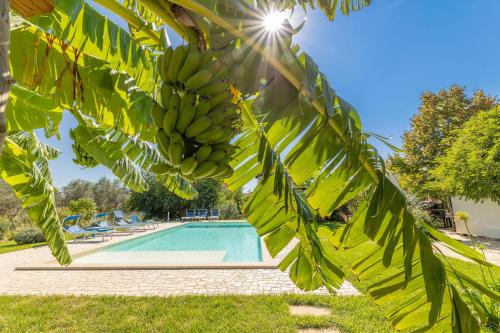 Tenuta Orfea – Photos 5