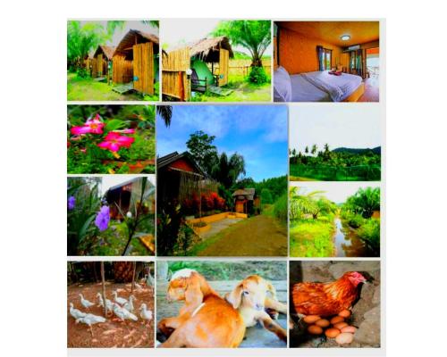 a collage of pictures of houses and animals at YaoIsland Resort and Farm in Ko Yao Yai