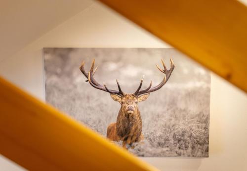 a picture of a red deer with large antlers at Apartmenthaus Matri by Pferd auf Wolke in Wald am Arlberg