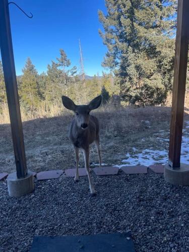 Animales en la casa vacacional o alrededores