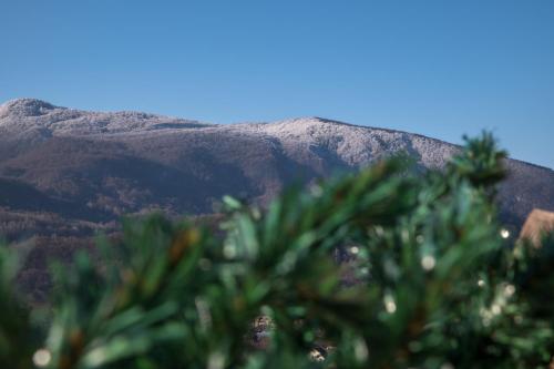 a mountain in the distance with trees in the foreground at ȘURA LU' PĂTRU in Vulcan