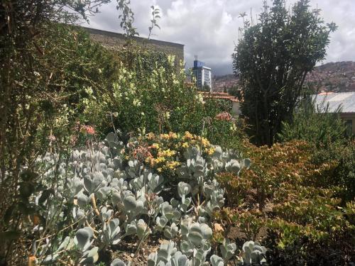 a garden with lots of plants and flowers at La casa de Teresita in La Paz