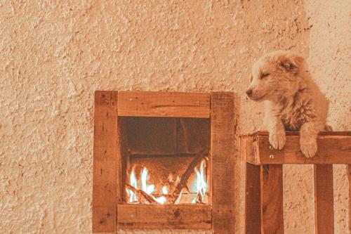 a dog is looking out of a window at Hobbit village in Dana