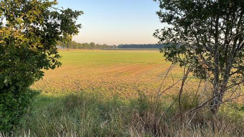 a large field with yellow flowers in the middle at Appelscha aan de diek in Appelscha
