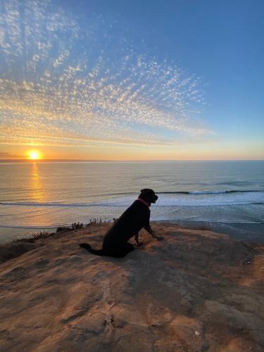 a dog sitting on the beach at sunset at Malibu Hostal Boutique in Maitencillo