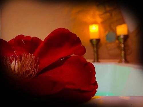 czerwony kwiat siedzący przed umywalką w łazience w obiekcie Casas cueva El Castaño w mieście Pampaneira