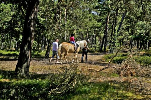 a person is riding a horse in the woods at Columbus Rowy in Rowy