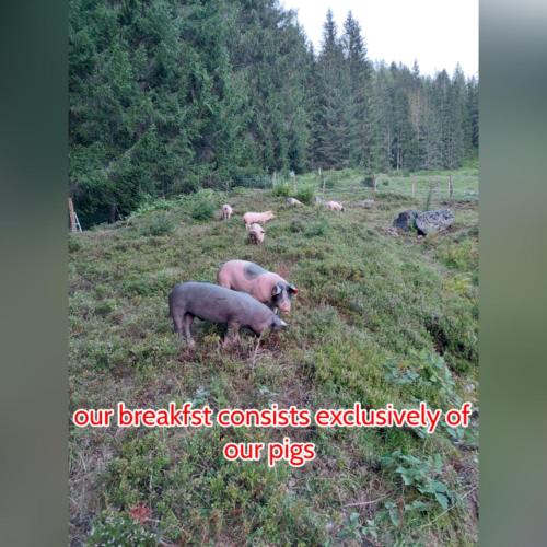 瓦格赖恩Pension Chalet Bergseegut的一群猪站在草地上