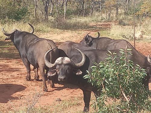 un grupo de animales parados en la tierra en Moletani Game Ranch, en Kareefontein
