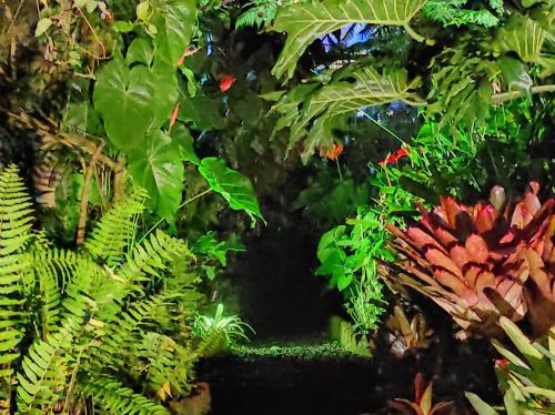 a bunch of green plants and red flowers at rumah kayu sulawesi antique in Bedugul