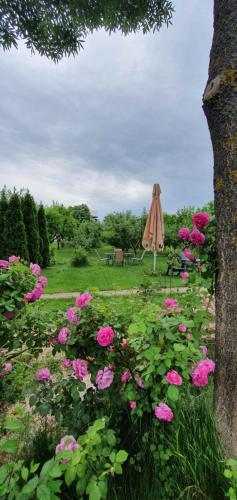 a field of pink flowers with an umbrella at Forest Inn in Izvorani