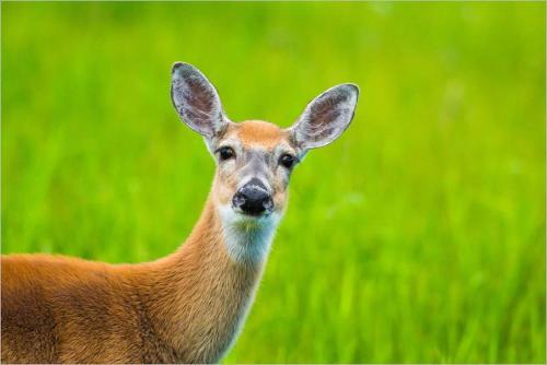 a baby deer standing in a field of grass at Stunning Cottage on the Edge of the Cotswolds in Charfield