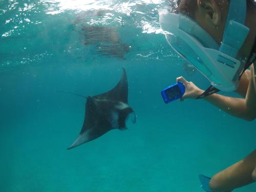 a person taking a picture of a shark in the water at Ukulhas View in Ukulhas