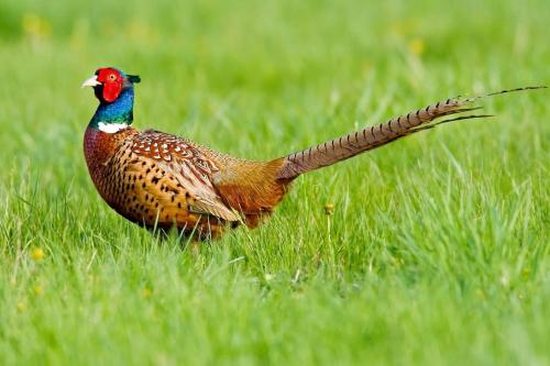 Animales en la casa vacacional o alrededores