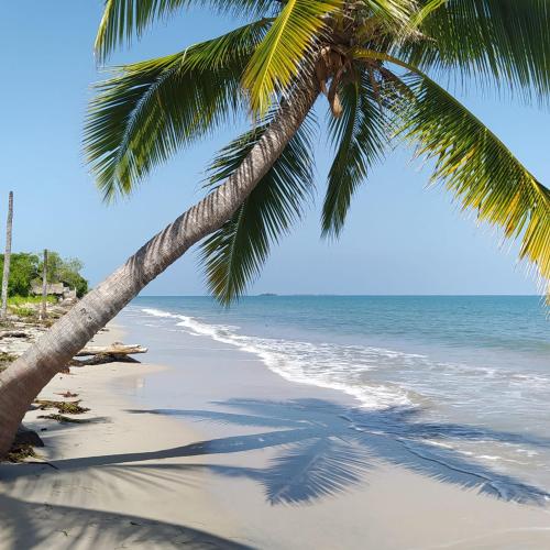 a palm tree on a beach with the ocean at Los Versos de Zaira in San Onofre