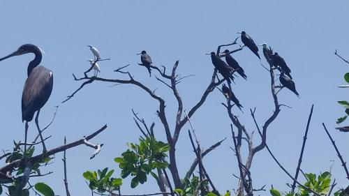 a group of birds perched in tree branches at Los Versos de Zaira in San Onofre