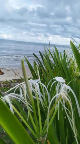 a plant on the beach with the ocean in the background at Los Versos de Zaira in San Onofre