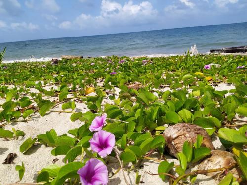 a field of flowers on a beach with the ocean at Los Versos de Zaira in San Onofre