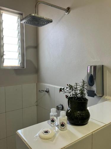 a bathroom with a potted plant on a counter at Casa Biznaga in Oaxaca City