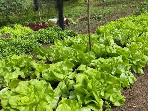 a group of lettuce plants in a garden at Quinta da Pedra do Elefante in Petrópolis
