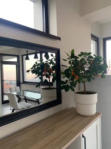 einem Spiegel an einer Wand mit zwei Topfpflanzen und einem Tisch in der Unterkunft House of Art in Braşov