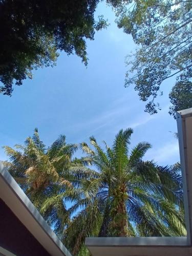 a view of two palm trees from a building at BaanPhong Lanta in Ko Lanta