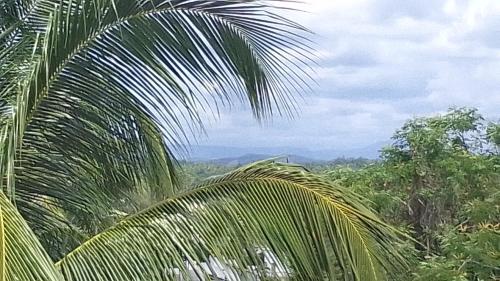 a palm tree with a view of the jungle at chamika house in Matara