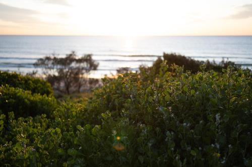 a bush with the ocean in the background at Sea Notes Yamba in Yamba