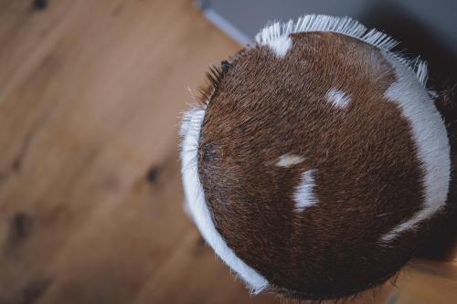 a close up of a brown and white brush at Appartements Sulzer by we rent, SUMMERCARD INCLUDED in Zell am See