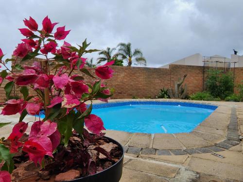 a plant with pink flowers next to a swimming pool at Little Greece in Cape Town