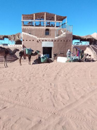 a horse standing in the sand in front of a building at désert tours & Hôtel Titanic lac irik in Foum Zguid