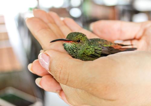 a person holding a small bird in their hands at Finca Hotel el Vergel Filandia Quindio in Filandia