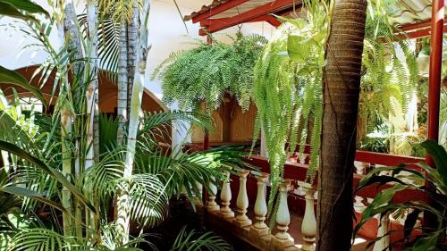 a bunch of palm trees and plants in a building at HOSTAL CASA BELINDA in León