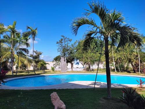 Bazén v ubytování Tobacco Punta Cana nebo v jeho okolí