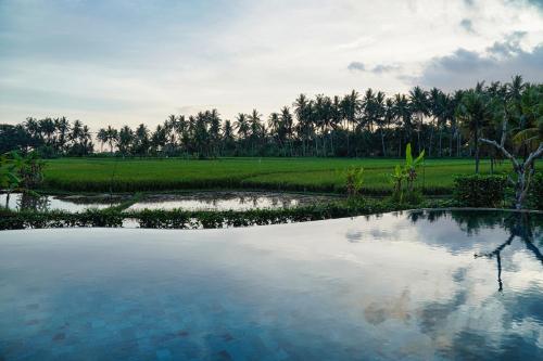 a large pool of water in front of a field at Adil Villa & Resort in Ubud