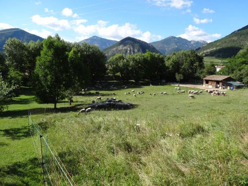 a herd of animals grazing in a field of grass at T2 indépendant dans maison Tout confort in Die