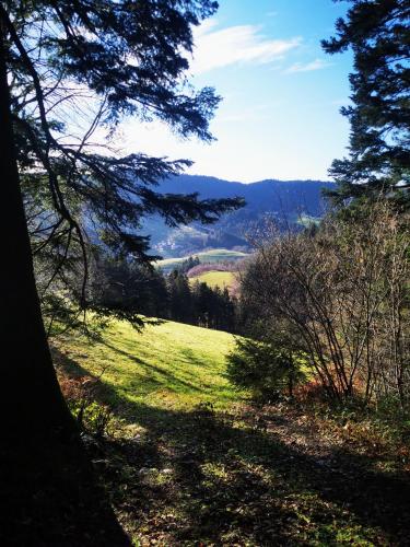 a grassy hill with trees and a view of a valley at Haus Hubertus in Bad Peterstal-Griesbach
