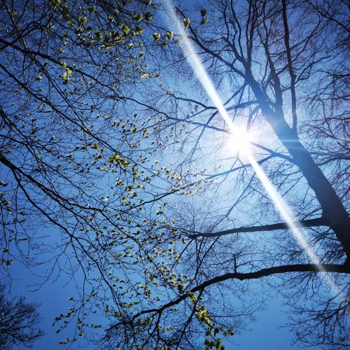 a sun shining through the branches of trees at Haus Hubertus in Bad Peterstal-Griesbach