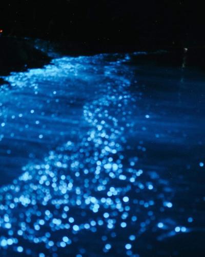 a group of blue lights in the water at night at Rashuthere Maldives in Rasdu