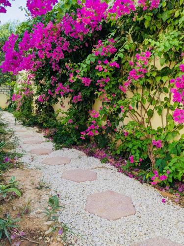 Κήπος έξω από το Villa Saraba